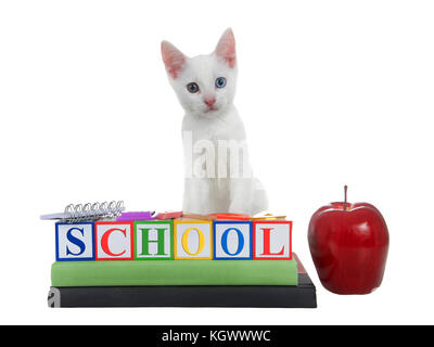Cute white kitten with heterochromia eyes standing on colored building blocks spelling SCHOOL, stacked on text books with spiral bound notebook, rule, Stock Photo
