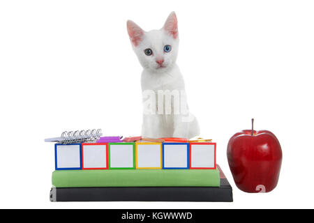 Cute white kitten with heterochromia eyes standing on colored building blocks, blank, stacked on text books with spiral bound notebook, rule, compass, Stock Photo