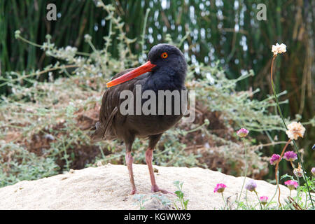 One black oyster catcher bird on sandy hill with plants and flowers in background. Stock Photo