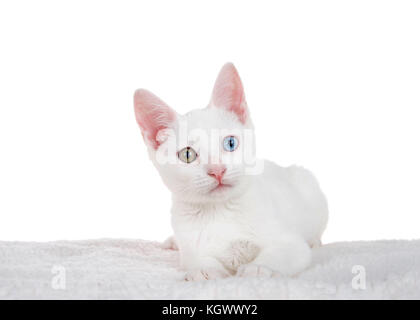 Portrait of a white kitten with heterochromia or "odd-eyed" laying on a sheepskin blanket isolated on white. An odd-eyed cat is a cat with one blue ey Stock Photo