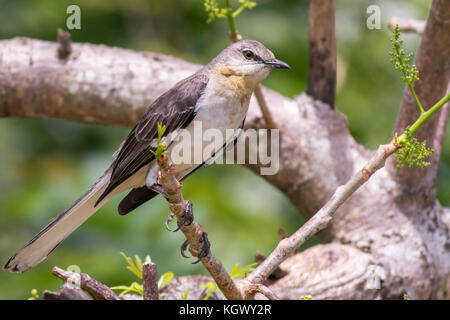Northern Mockingbird (Mimus Polyglottos) perched on a tree branch on the tropical island of Jamaica. Stock Photo