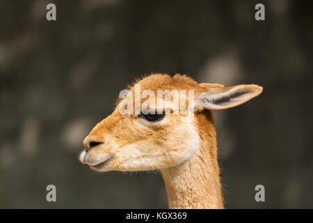 detailed side view natural guanaco (Lama guanicoe) portrait in sunlight Stock Photo