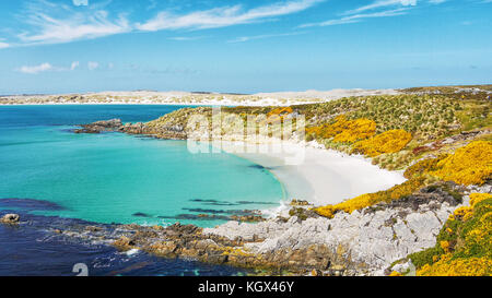 White sand crescent beach and vibrant turquoise water of Gypsy Cove on East Falkland Island (islas malvinas), with yellow gorse flowers and rocks. Stock Photo