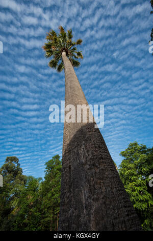 Giant Australian Palm Tree near Perth, Western Australia Stock Photo