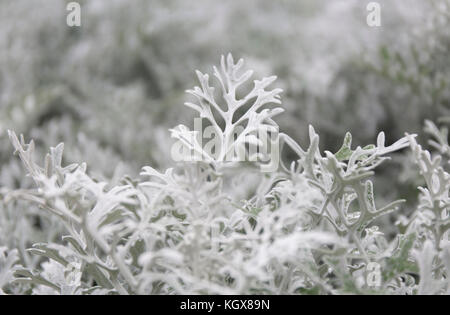 Cineraria maritima silver dust. Soft Focus Dusty Miller Plant. Background Texture Stock Photo