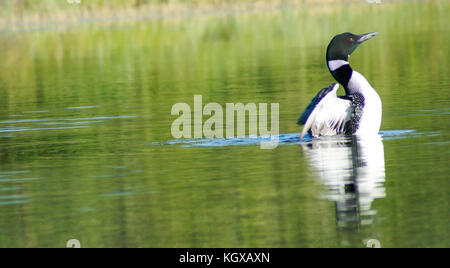 Allagash Wilderness Waterway Stock Photo