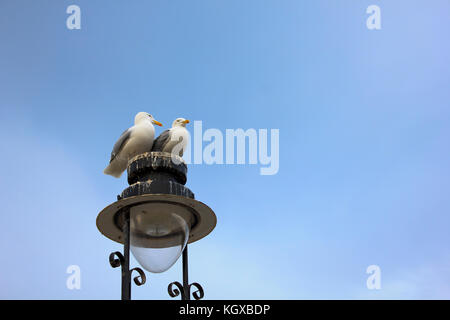 A pair of Seagulls sitting on top of a street light near seaside. Stock Photo