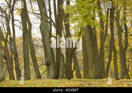 The trunks of the trees standing in a row,forming a rhythm. Stock Photo