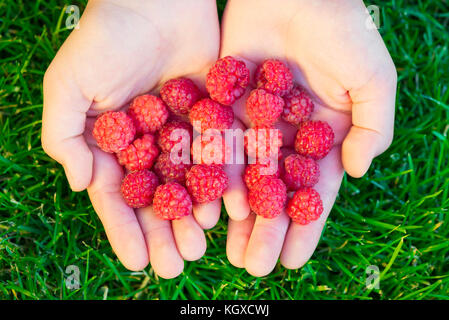 Close Up Of Girl's Hands Holding Freshly Picked Raspberries. Healthy food concept Stock Photo