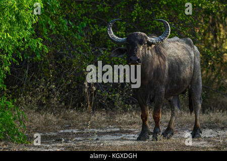 Sri Lankan Wild Buffalo - Bubalus arnee migona, Sri Lanka Stock Photo