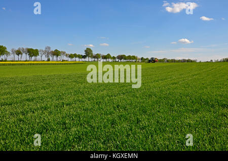 A rural landscape: a field of green wheat in spring with a line of trees and a patch of yellow canola Stock Photo
