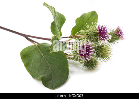 Burdock flowers isolated on a white background Stock Photo