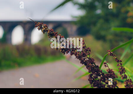 The Sankey Viaduct in Newton le Willows, Merseyside Stock Photo