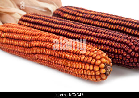 Corn cobs isolated on white background Stock Photo