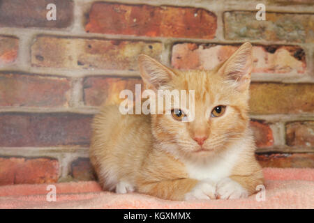 Portrait of one orange and white stripped ginger tabby kitten looking directly at viewer with a pensive expression, paws together. Laying on a tangeri Stock Photo