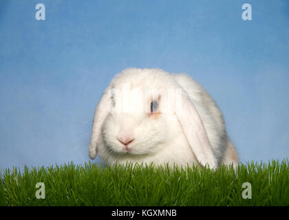 Portrait of one white and tan lop eared bunny rabbit sitting in green grass with blue background. Gray blue eyes looking at viewer. Stock Photo