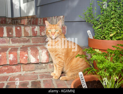 Orange ginger tabby cat sitting on steps of house by door with herb garden in pots. Oregano and Parsley. Stock Photo