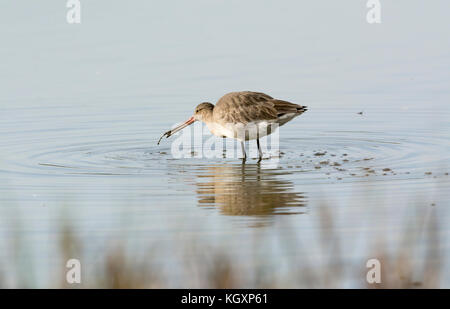 Black-tailed godwit (Limosa limosa), in winter plumage, feeding. Stock Photo