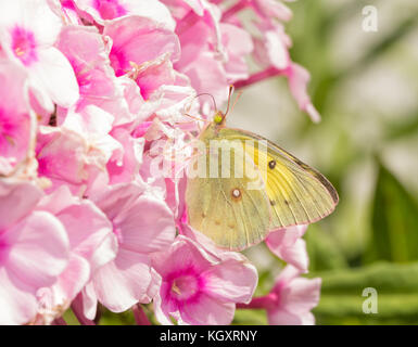 Beautiful yellow Clouded Sulphur butterfly feeding on pink Phlox flowers Stock Photo