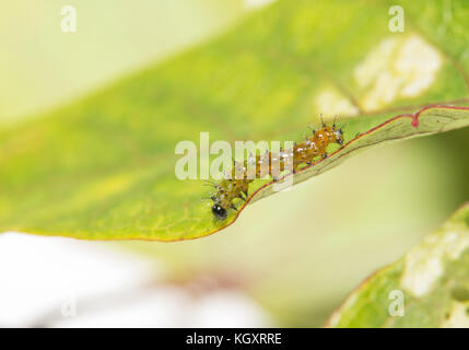 Two day old Gulf Fritillary caterpillar walking on a passion flower leaf, side view Stock Photo