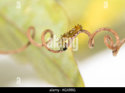 Two day old Gulf Fritillary butterfly caterpillar walking on a spiral tendril of passion flower plant Stock Photo