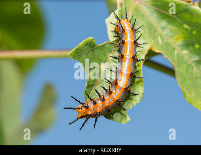 Dorsal view of Gulf Fritillary caterpillar on a Passionflower leaf Stock Photo