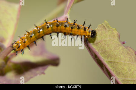 Five days old Gulf Fritillary butterfly caterpillar eating a Passion flower leaf, dorsal view Stock Photo