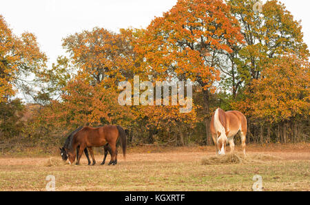 Three horses eating hay off the ground in pasture with fall foliage on trees Stock Photo