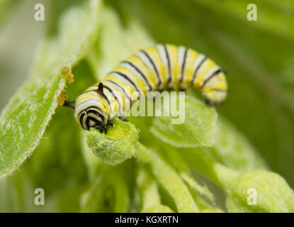 Very small second instar Monarch butterfly caterpillar eating on a Milkweed bud Stock Photo