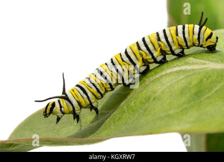 Third instar Monarch caterpillar on a Milkweed leaf, side view Stock Photo