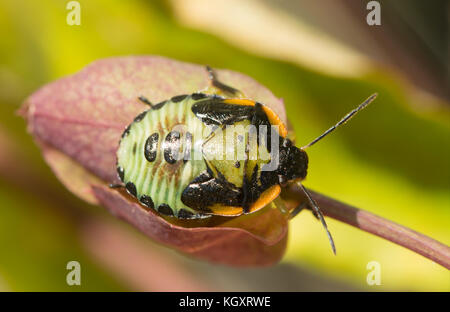 Fifth instar nymph of the Green Stink Bug, Chinavia halaris Stock Photo