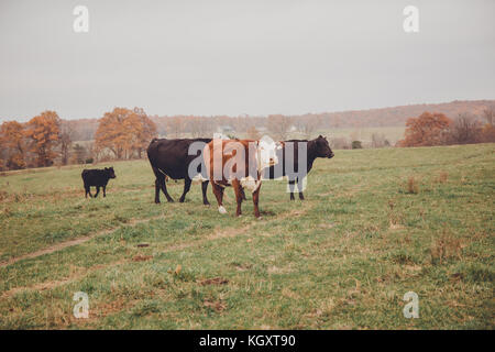 cattle in field Stock Photo