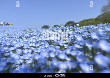 Nemophila, Hitachi Seaside park, Japan Stock Photo