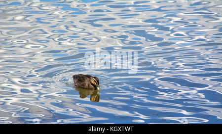 The Pacific Black Duck swimming and looking for food in a almost clear lagoon. Stock Photo