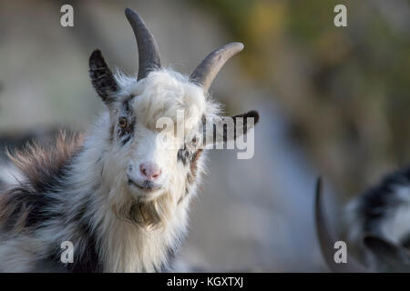 feral goats close up portrait in autumn in the scottish highlands Stock Photo