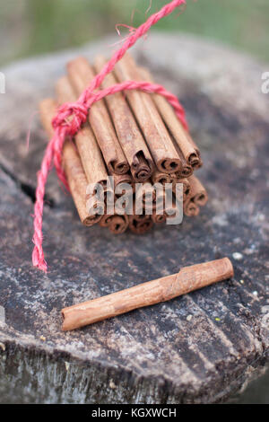 Cassia cinnamon sticks tied together with red rope on wood log Stock Photo