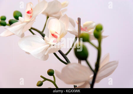 white orchid isolated on white background. Stock Photo