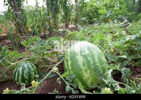 Watrmelons in a garden - two fruits and blossoms Stock Photo