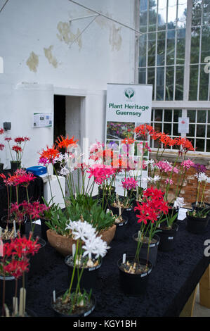 dh Candie Gardens ST PETER PORT GUERNSEY Plant Heritage Guernsey lily display Stock Photo