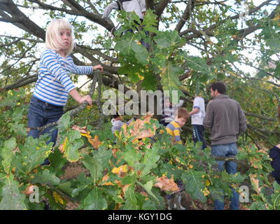 Children climbing an oak tree at Baslow Apple Day, annual event to celebrate apples held in a community orchard in the Derbyshire Peak District Stock Photo