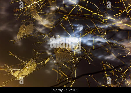 Beautiful full moon view from tree branches. night tree web Stock Photo