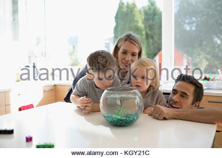 Young family watching goldfish in bowl on kitchen counter