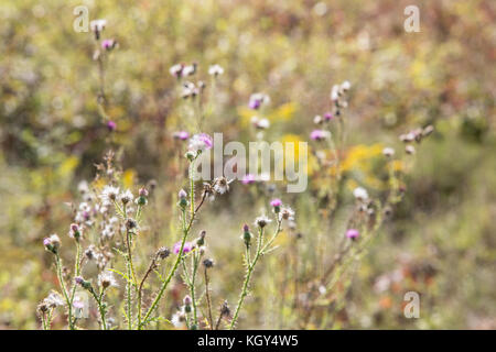 Shennandoah National Park Scenic Drive, USA Stock Photo