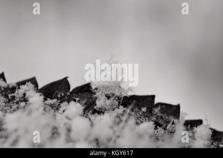 Close up of snowflakes on the edge of leaf during early snowfall in black and white Stock Photo
