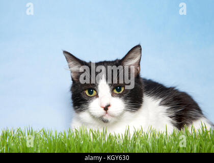 Portrait of a black and white kitten laying begrudgingly in green grass looking directly at viewer. Light blue background sky with wispy clouds Stock Photo