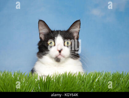 Close up portrait of a black and white tuxedo kitten laying in green grass looking directly at viewer. Blue background sky with wispy clouds Stock Photo