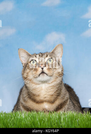 Vertical portrait of a grey and tan stripped tabby cat laying in green grass looking up to the sky. Blue background sky with clouds. Stock Photo