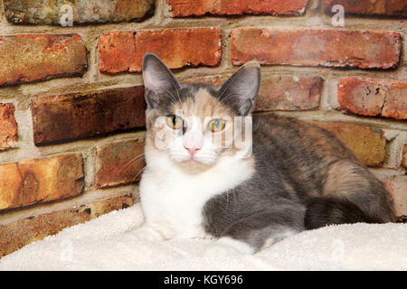 Portrait of a diluted calico cat laying on a white blanket in front of a brick wall background looking directly at viewer. Stock Photo