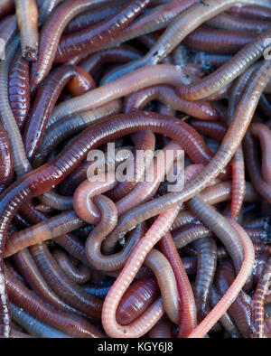 Huge amount of earthworms close to fishing Stock Photo