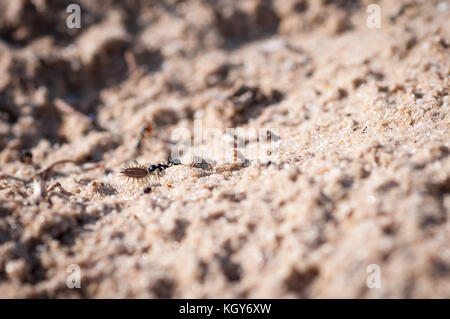 close up of ants on a sandy background Stock Photo